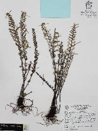 Notholaena schaffneri image