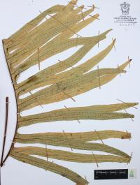 Phlebodium pseudoaureum image