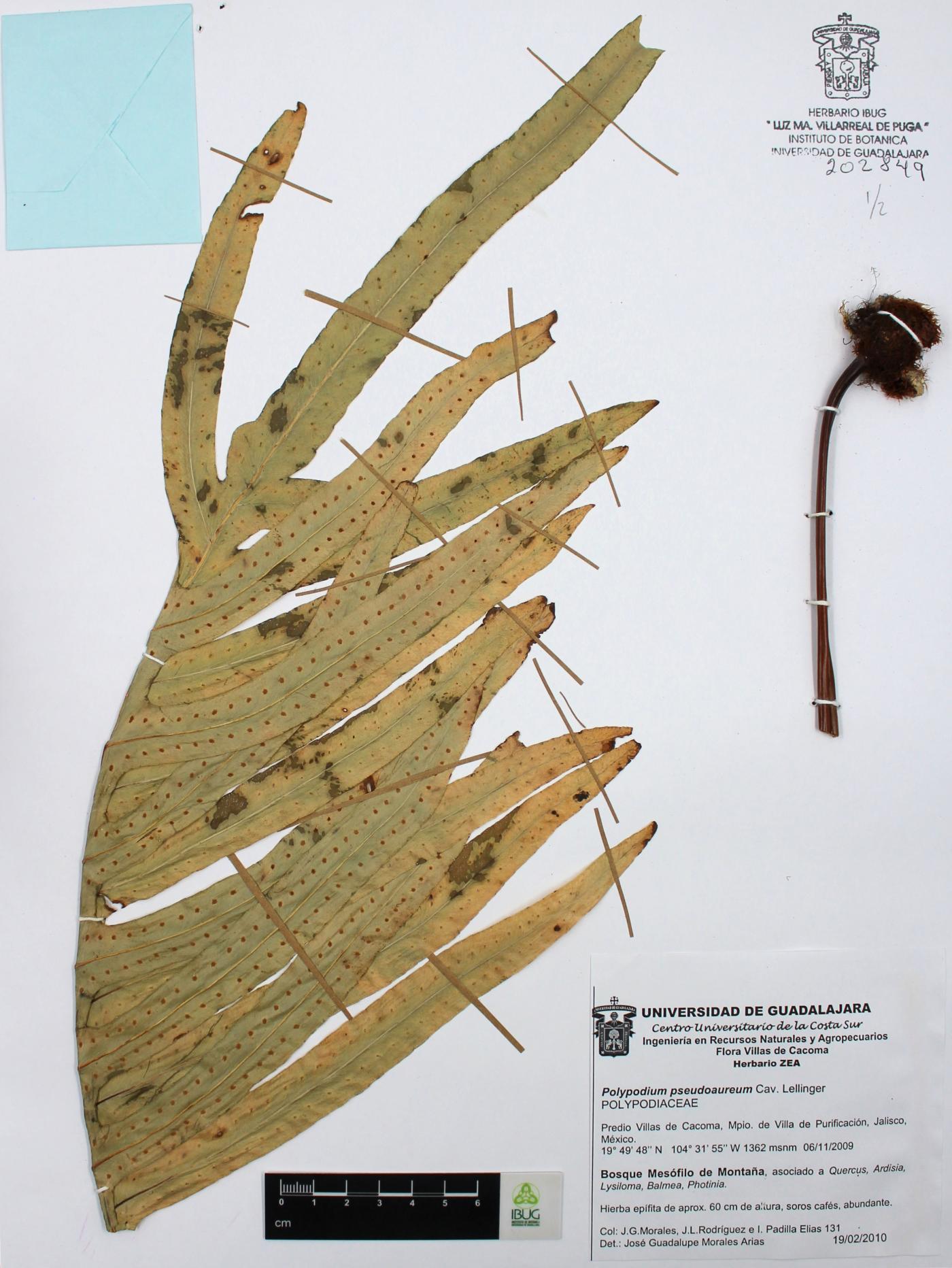 Phlebodium pseudoaureum image