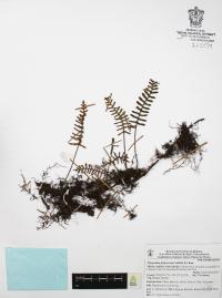 Polypodium furfuraceum image