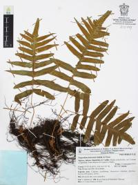 Polypodium fraternum image