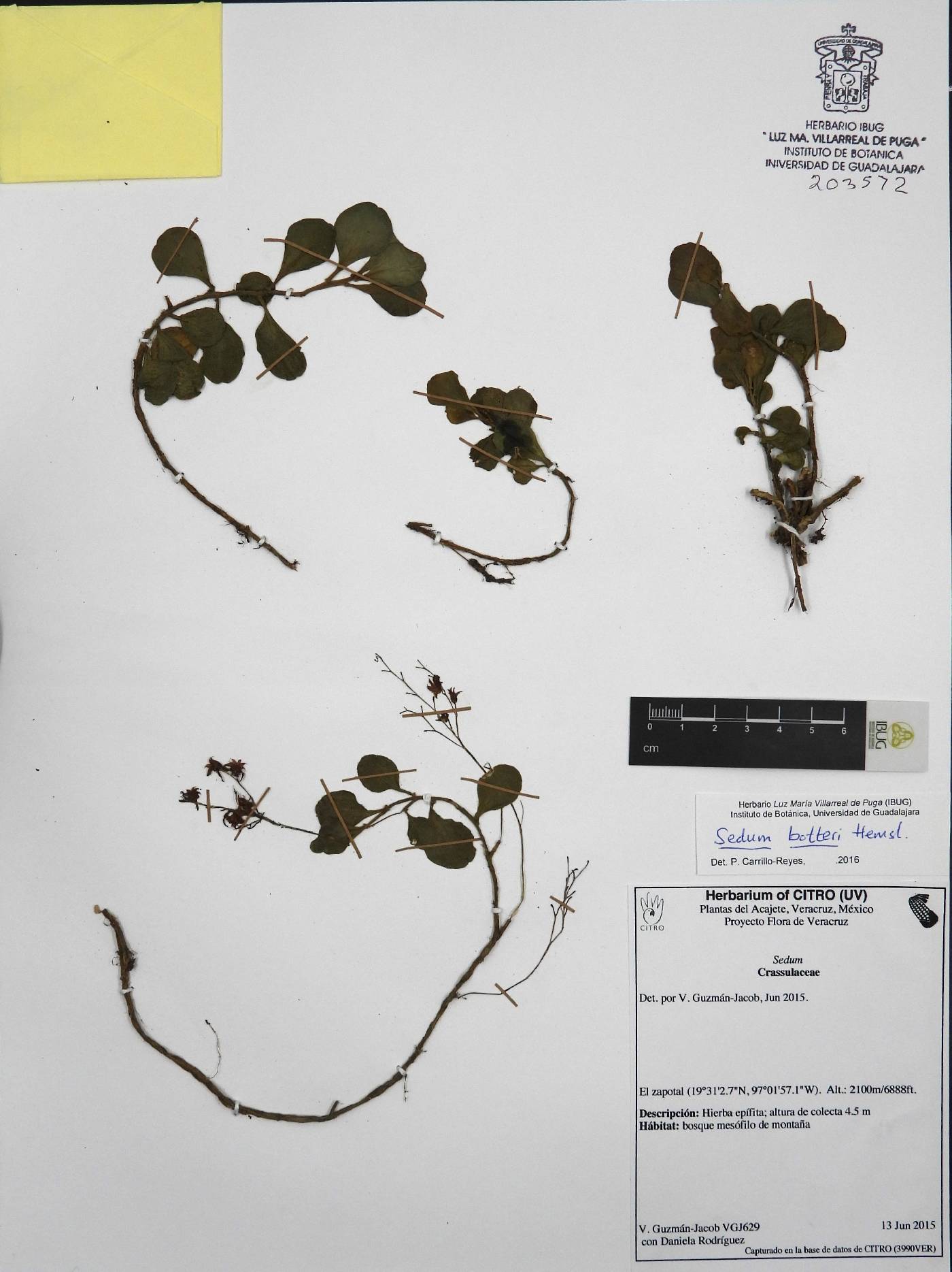 Sedum botteri image