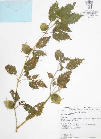 Physalis angulata image