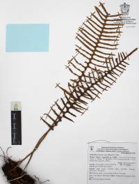 Polypodium sanctae-rosae image
