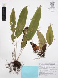 Elaphoglossum erinaceum image