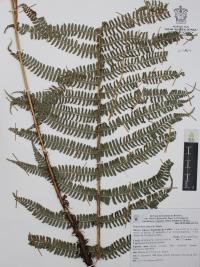 Polystichum distans image