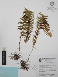 Nephrolepis undulata image