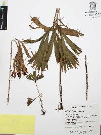 Schizaea elegans image