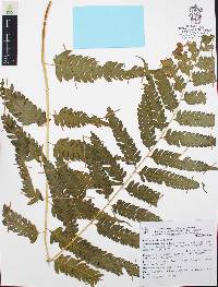 Pteris erosa image