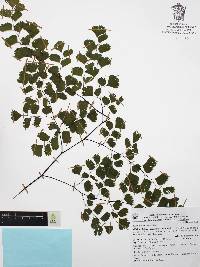 Adiantum andicola image