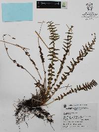 Woodsia mollis image