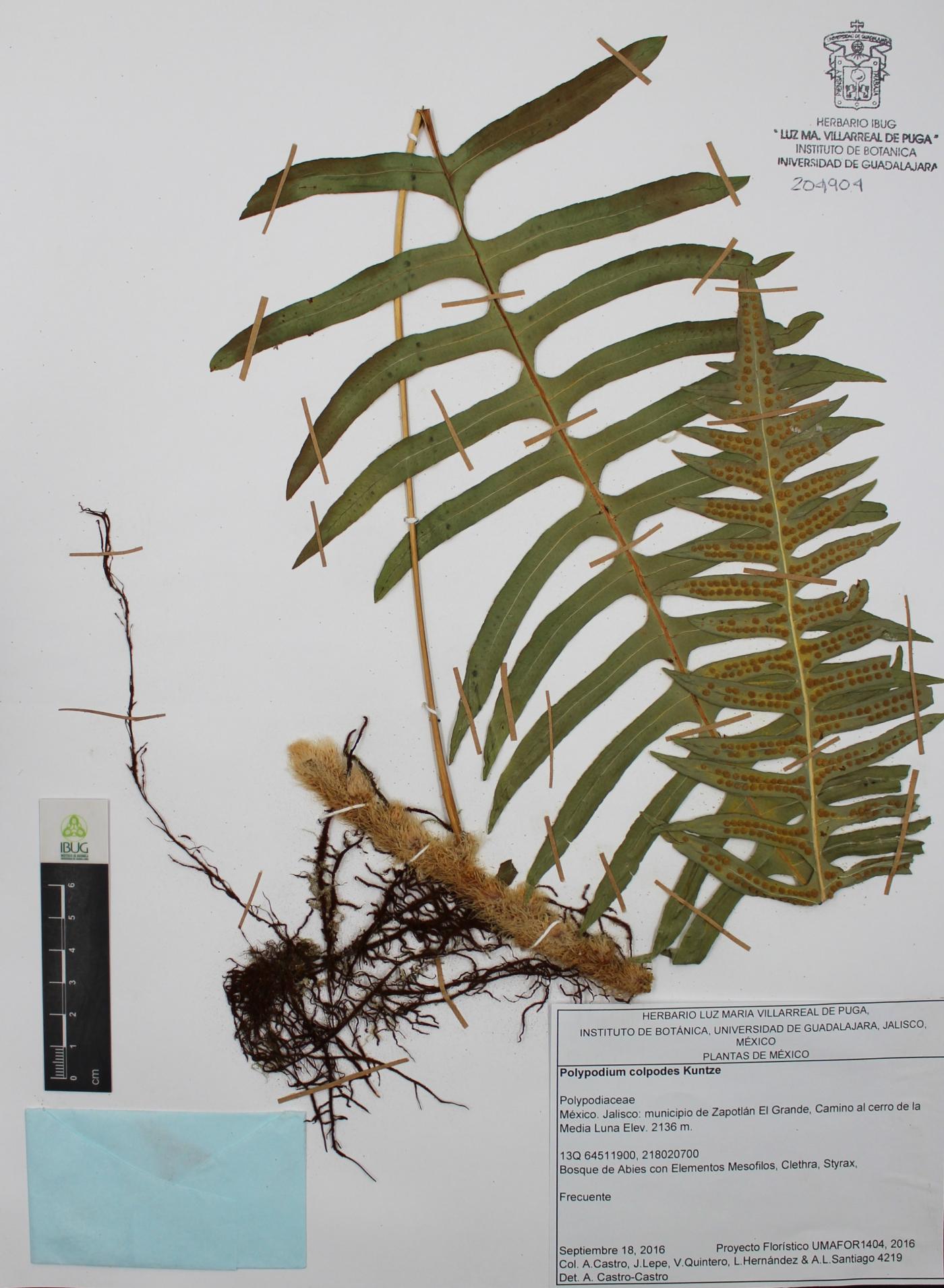Polypodium colpodes image
