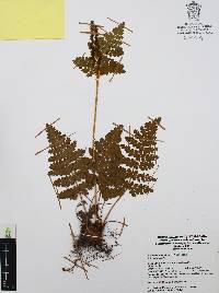 Anemia karwinskyana image