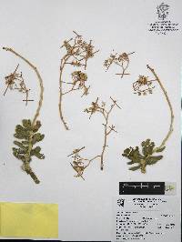 Sedum allantoides image