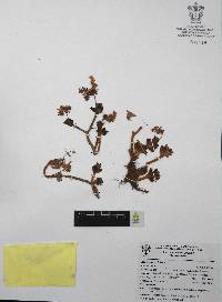 Sedum palmeri image