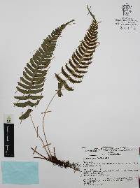 Blechnum appendiculatum image