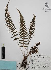 Blechnum appendiculatum image
