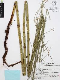 Equisetum myriochaetum image