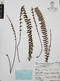 Myriopteris aurea image