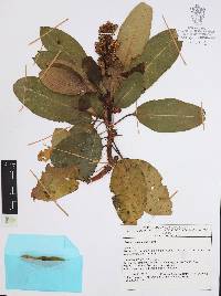 Arbutus xalapensis image