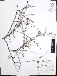 Krameria pauciflora image