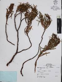 Comarostaphylis polifolia image