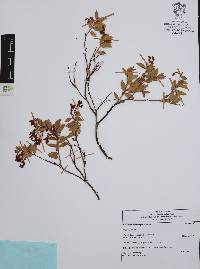 Vaccinium stenophyllum image