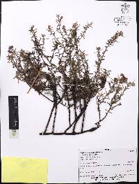 Krameria revoluta image