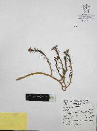 Sedum griseum image