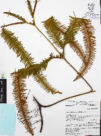 Gleichenella pectinata image