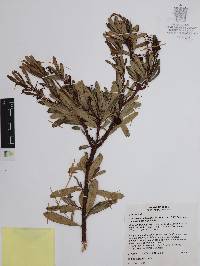 Comarostaphylis polifolia image