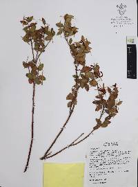 Vaccinium confertum image