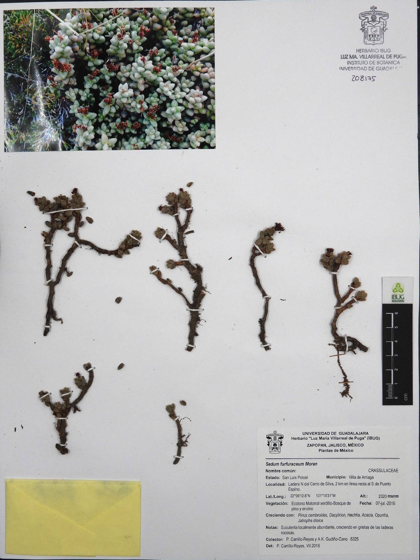 Sedum furfuraceum image