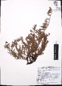 Krameria secundiflora image