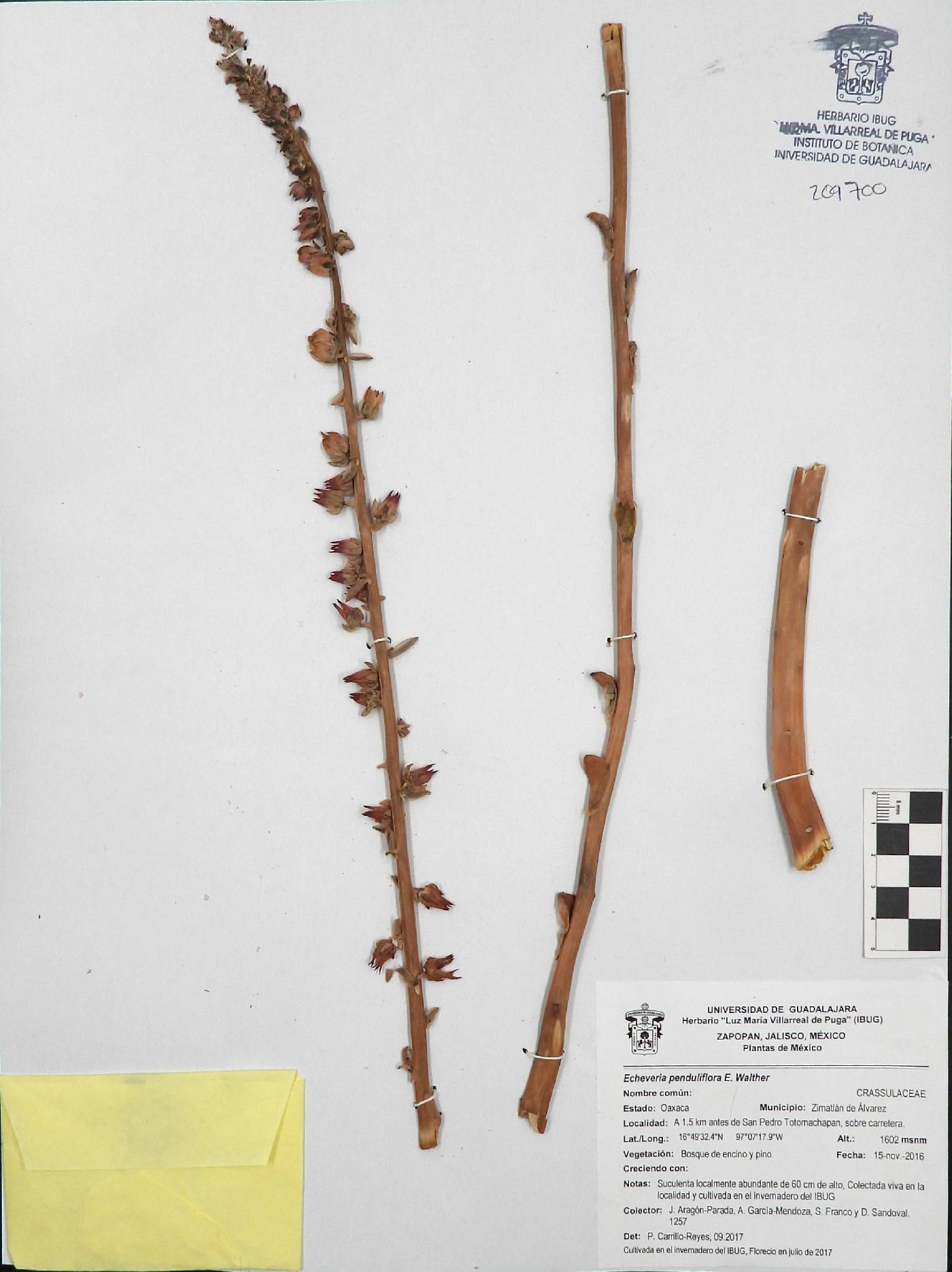 Echeveria penduliflora image