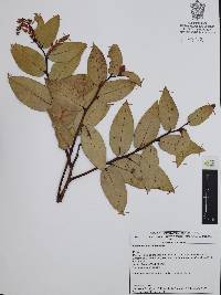 Gaultheria erecta image