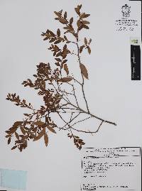 Pernettya ciliata image