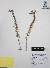 Sedum griseum image