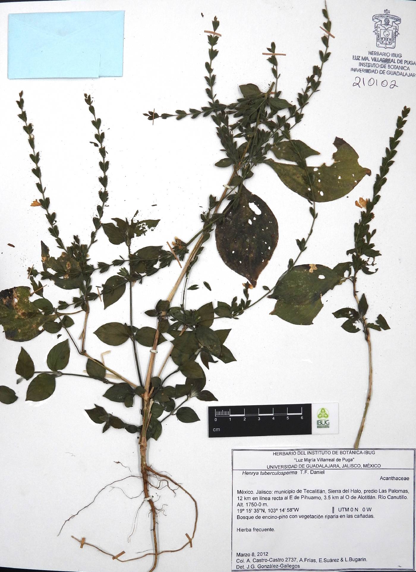 Henrya tuberculosperma image
