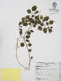 Physalis cinerascens image