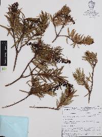 Comarostaphylis polifolia image