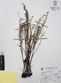 Myriopteris aurea image