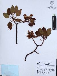 Arbutus xalapensis image