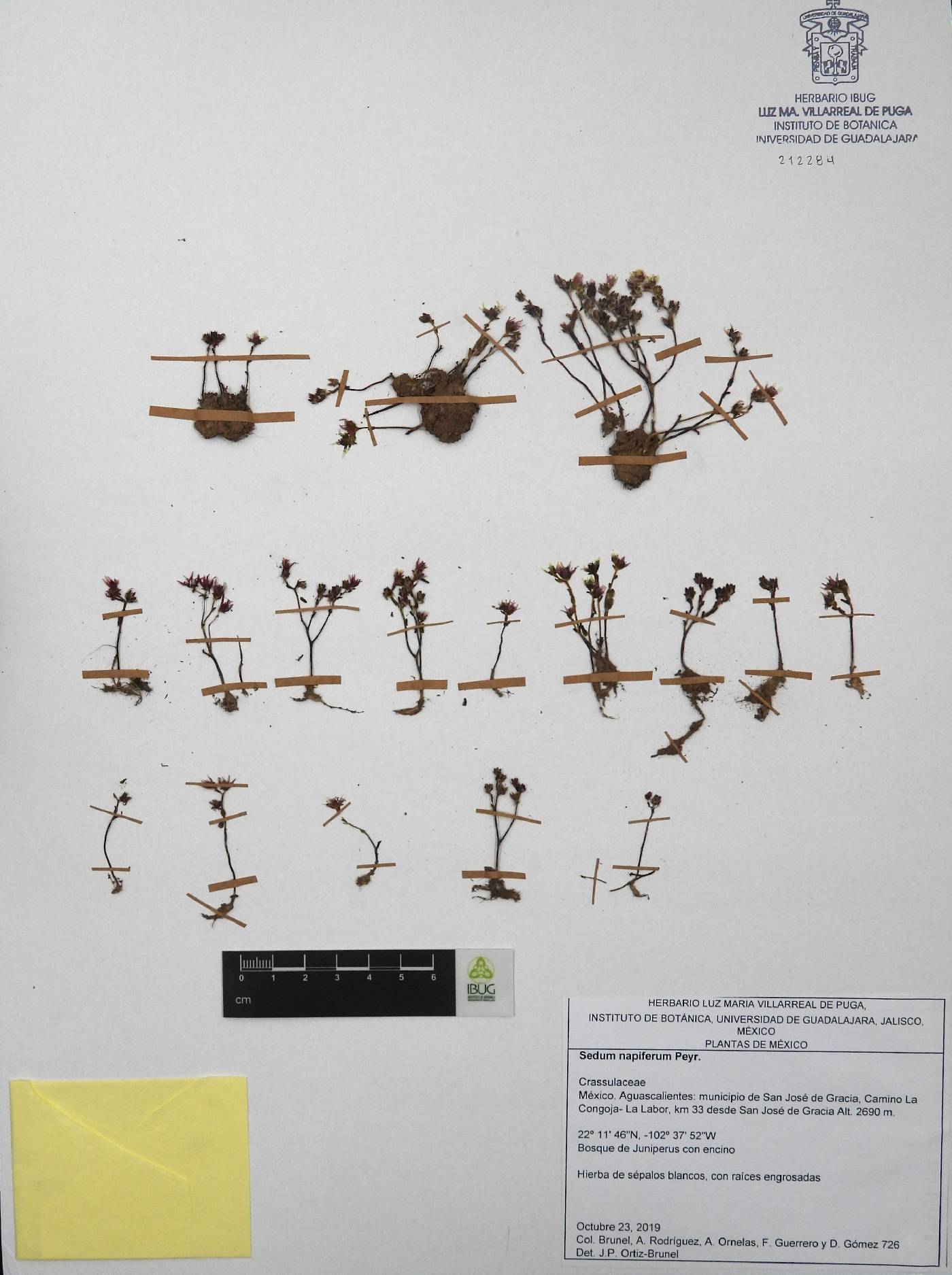Sedum napiferum image