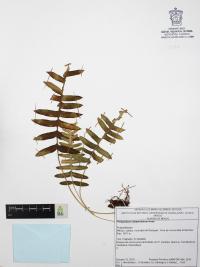 Polypodium subpetiolatum image