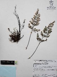 Argyrochosma incana image