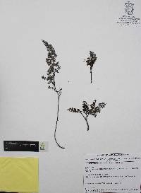 Argyrochosma formosa image