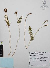 Anemia hirsuta image