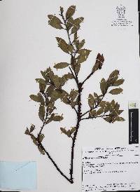 Arctostaphylos pungens image