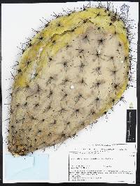 Opuntia hyptiacantha image